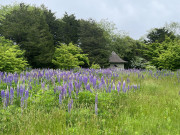 Wildflowers
